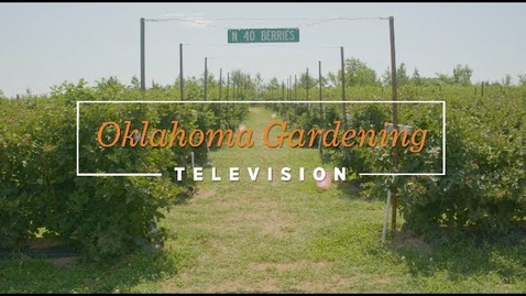 Thumbnail for entry Oklahoma Gardening July 8, 2023