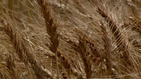 Thumbnail for entry OSU releases four new wheat varieties