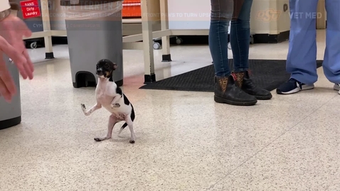 Thumbnail for Milo 2.0: OSU Veterinary College Treats Second Case of Upside Down Paws