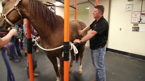 Thumbnail for entry Equine Sports Medicine with Dr. Mike Schoonover