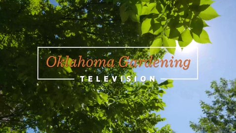Thumbnail for entry Caring for Oklahoma's Survivor Tree
