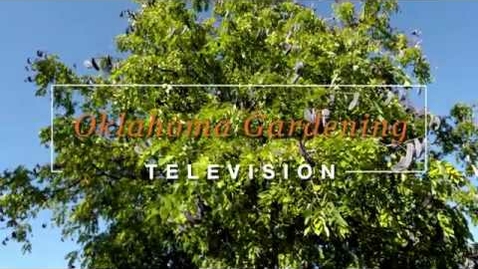 Thumbnail for The Kentucky Coffee Tree