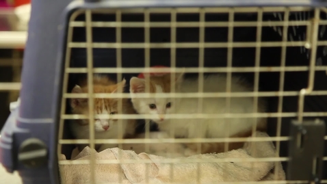 Thumbnail for Shelter Surgery: Why the Program Matters