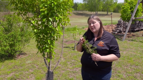 Thumbnail for entry All About Trees on the Best of Oklahoma Gardening #4827