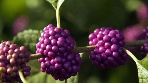 Thumbnail for entry Colorful Berry Plants