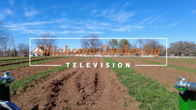 Welcome to Oklahoma Gardening! <br><br>Emerging Daffodils and Tulips
<br>Host Casey Hentges shares how your bulbs could be affected by the variable spring weather.
<br>
<br>Prepping Garden Beds for Spring Planting
<br>Casey is in the backyard demonstration garden prepping the raised beds for planting.
<br><br>Don't Buy Magic Seeds
<br>Casey offers some tips to avoid fake plant scams online.&nbsp;<br><br>Student Farm Update
Student <br>Farm Manager Matt Beartrack shares how they created raised beds and planted transplants at the farm.
<br><br>Rutabaga Fries Recipe
<br>Jessica Riggin serves up a tasty twist on french fries.
<br><br>Airdate (03/18/23) #4938 <br>Questions? <br>To find out more information about show topics as well as recipes, articles, videos, fact sheets and other resources, including the directory of local Extension offices, be sure to visit our website. <br><a target="_blank" rel="nofollow noopener noreferrer" href="http://oklahomagardening.okstate.edu/">http://oklahomagardening.okstate.edu/</a> <br><br>You can also find us on: <br>Facebook: <a target="_blank" rel="nofollow noopener noreferrer" href="https://www.facebook.com/oklahomagardening/">https://www.facebook.com/oklahomagardening/</a>
<br>Twitter: <a target="_blank" rel="nofollow noopener noreferrer" href="https://twitter.com/okgardening">https://twitter.com/okgardening</a> @okgardening <br>Instagram: <a target="_blank" rel="nofollow noopener noreferrer" href="https://www.instagram.com/oklahomagardening/">https://www.instagram.com/oklahomagardening/</a><span>
<br><br>Oklahoma Gardening is a production of the Division of Agricultural Sciences and Natural Resources at Oklahoma State University and is produced by the Department of Horticulture and Landscape Architecture and Agricultural Communications Services. <br>All products featured on this program are for demonstration purposes only. <br>No commercial endorsement is intended.</span>