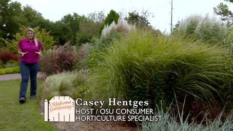 Thumbnail for entry Muhly Grass