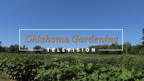 Thumbnail for entry Oklahoma Gardening July 29, 2023