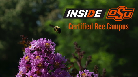 Thumbnail for Certified Bee Campus