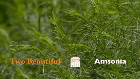 Thumbnail for entry Two Beautiful Amsonia