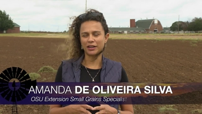 <div><div>(Sept. 16, 2023) Amanda De Oliveira Silva, OSU Extension small grains specialist, discusses wheat planting for both grain-only and pasture. She also analyzes protein data from her variety trials.</div><div><br></div><div>For Extension fact sheets &amp; more visit&nbsp;</div><div><a target="_blank" rel="nofollow noopener noreferrer" href="https://extension.okstate.edu">https://extension.okstate.edu</a>&nbsp;</div><div><br></div><div>SUNUP is a production of the Division of Agricultural Sciences and Natural Resources at Oklahoma State University. Copyright 2023, Oklahoma State University.</div></div>