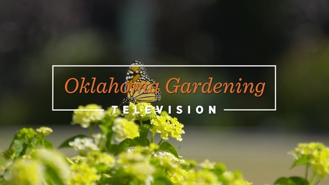 Thumbnail for entry OKG: Lantana's for Fall Pollinators