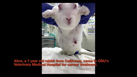 Thumbnail for Alice's Adventures in Oklahoma