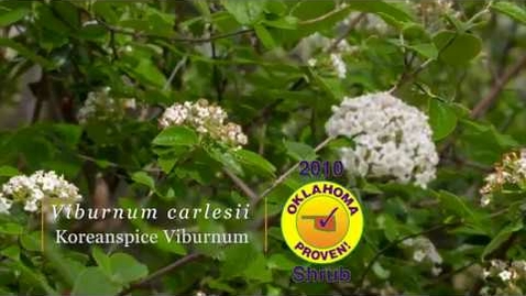 Thumbnail for entry Oklahoma Proven Koreanspice Shrub