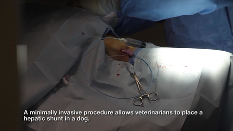 Thumbnail for Tracy Kyle Chair in Small Animal Medicine
