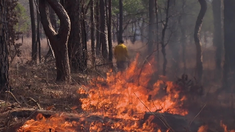 Thumbnail for entry Prescribed burning in wooded areas