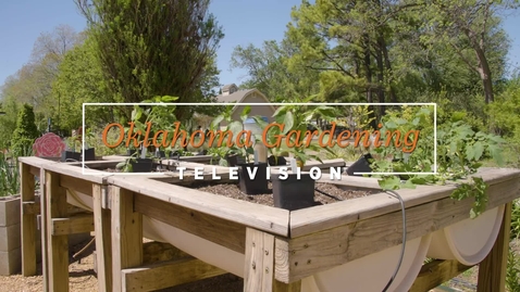 Thumbnail for entry Planting Tomatoes &amp; Peppers