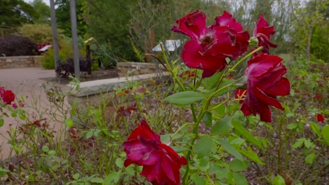 Thumbnail for Rose Alternatives