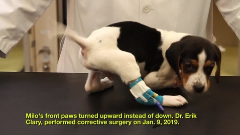 Thumbnail for Milo: On the Road to Recovery