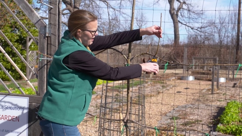 Thumbnail for entry Espalier Fruit Trees is Easy!