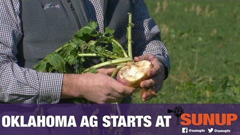 Thumbnail for Selecting a Cover Crop for Forage (12/12/20)