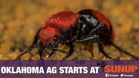 Thumbnail for entry Extension Explains - Velvet Ants (9/12/20)