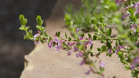 Thumbnail for Beautiful Germander's for the Garden