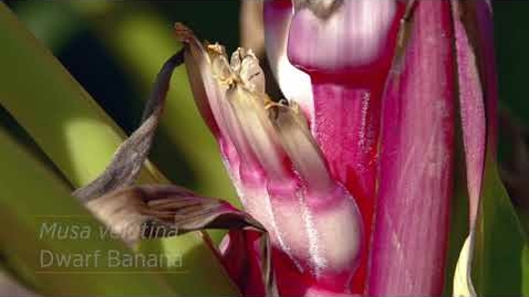 Thumbnail for entry Plants for Turning Your Garden into a Tropical Paradise