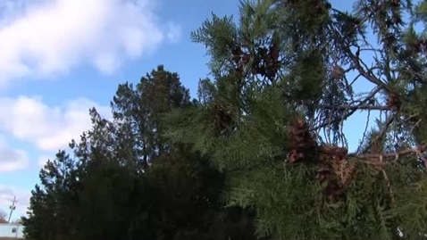 Thumbnail for Molding Trees into Plastics