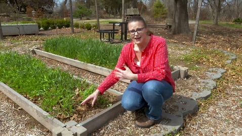 Thumbnail for entry Terminating Cover Crops to Prepare for the Garden