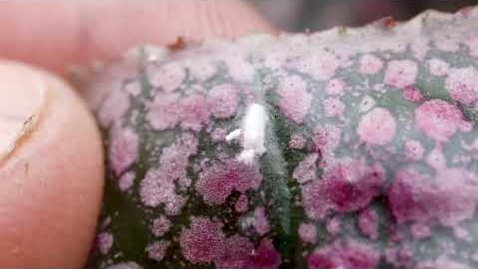 Thumbnail for entry Mealybug Destroyers in Greenhouses