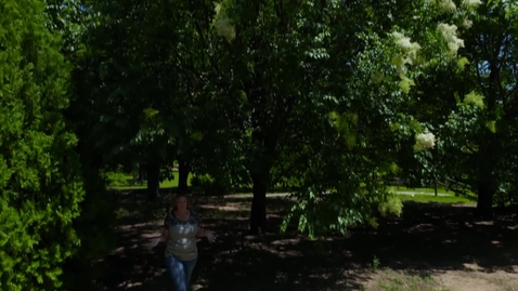 Thumbnail for The Japanese Tree Lilac