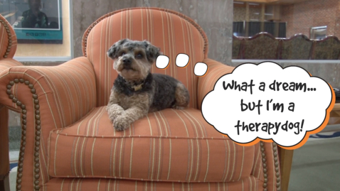 Thumbnail for 2019 Pete's Pet Posse Entry for the BowWow Film Festival