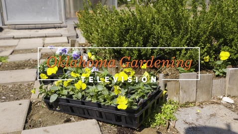Thumbnail for entry Planting Pansies in the Backyard Demonstration Garden