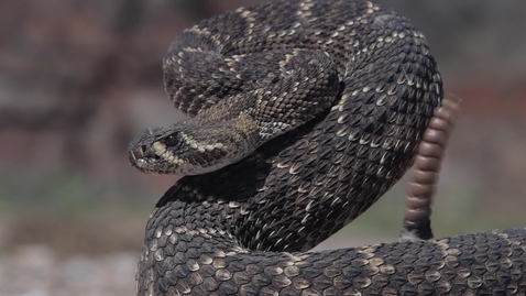 Thumbnail for entry Rattlesnakes in Oklahoma