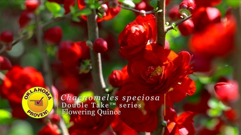 Thumbnail for entry Flowering Quince
