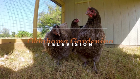 Thumbnail for entry Explaining Chicken Avian Influenza in Oklahoma
