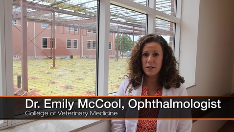 Thumbnail for Teaching Veterinary Students