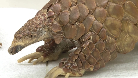 Thumbnail for Zoology Vertebrate Collection: Inside OSU