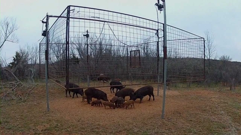 Thumbnail for Wild Pigs (3/23/13)