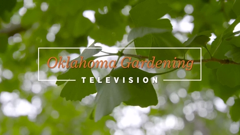 Thumbnail for entry Oklahoma Proven - GingkoTree