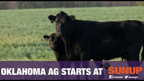 Thumbnail for Cow-Calf Corner - Deciding Which Cattle to Cull (9/26/20)
