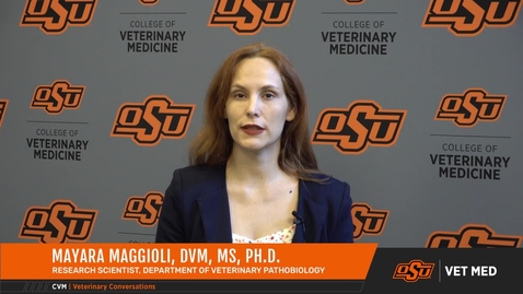 Thumbnail for entry Vet Med Faces of Research: Dr. Mayara Maggioli