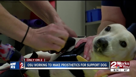 Thumbnail for entry IN THE NEWS:  OSU Center For Veterinary Health Sciences Making Prosthetic Legs For Support Dog