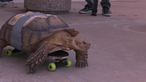 Thumbnail for entry Skateboarding Tortoise