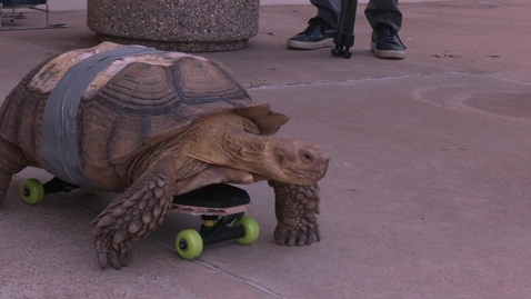 Thumbnail for Skateboarding Tortoise