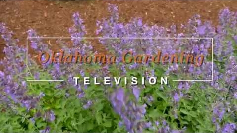 Thumbnail for Catmint
