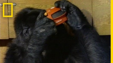 Thumbnail for Watch Koko the Gorilla Use Sign Language in This 1981 Film | National Geographic