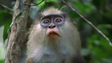 Thumbnail for Terrified Monkeys Scared of Leopard! | Attenborough: The Life of Mammals | BBC Earth