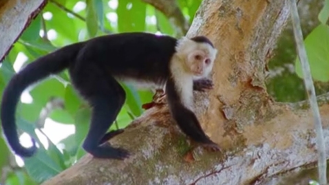 Thumbnail for Capuchin Monkeys | Wild Caribbean | BBC Earth
